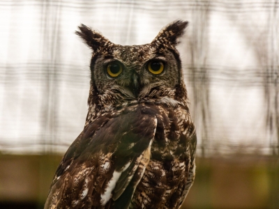 Merlin